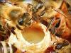 Маточное молочко пчелиное: адсорбированное или нативное?